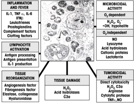 macrophages function